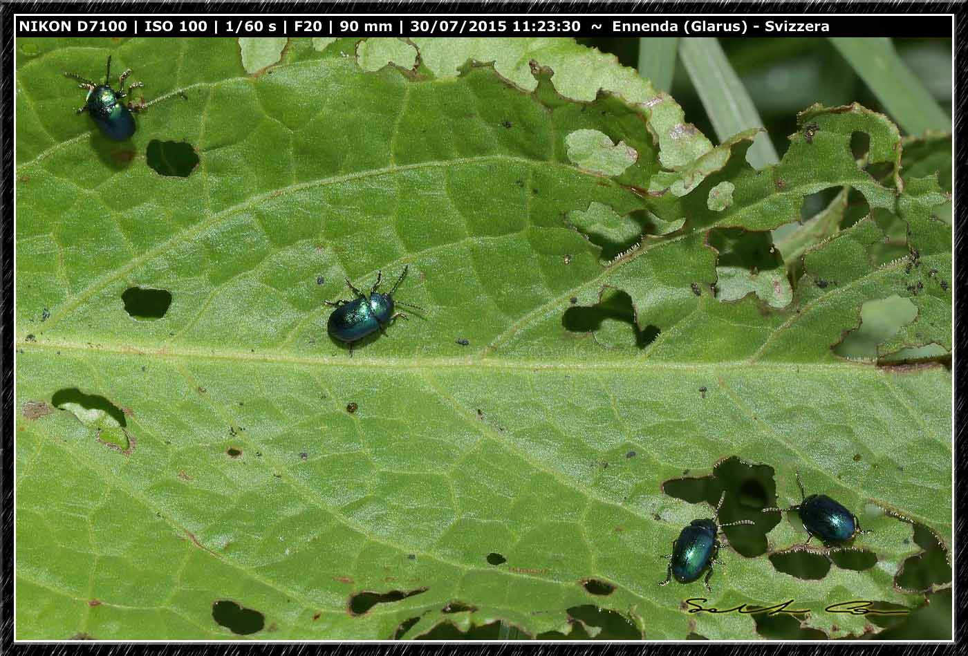 Gastrophysa viridula